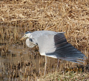 アオサギ 葛西臨海公園 2024年2月15日(木)