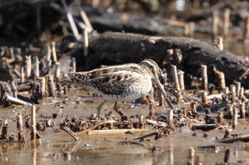 タシギ 北本自然観察公園 2024年2月13日(火)