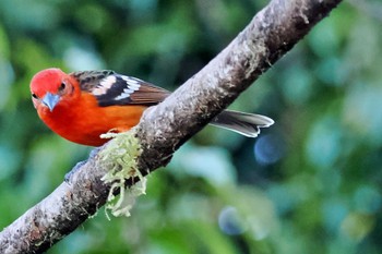 Flame-colored Tanager Pierella Ecological Garden(Costa Rica) Tue, 2/13/2024