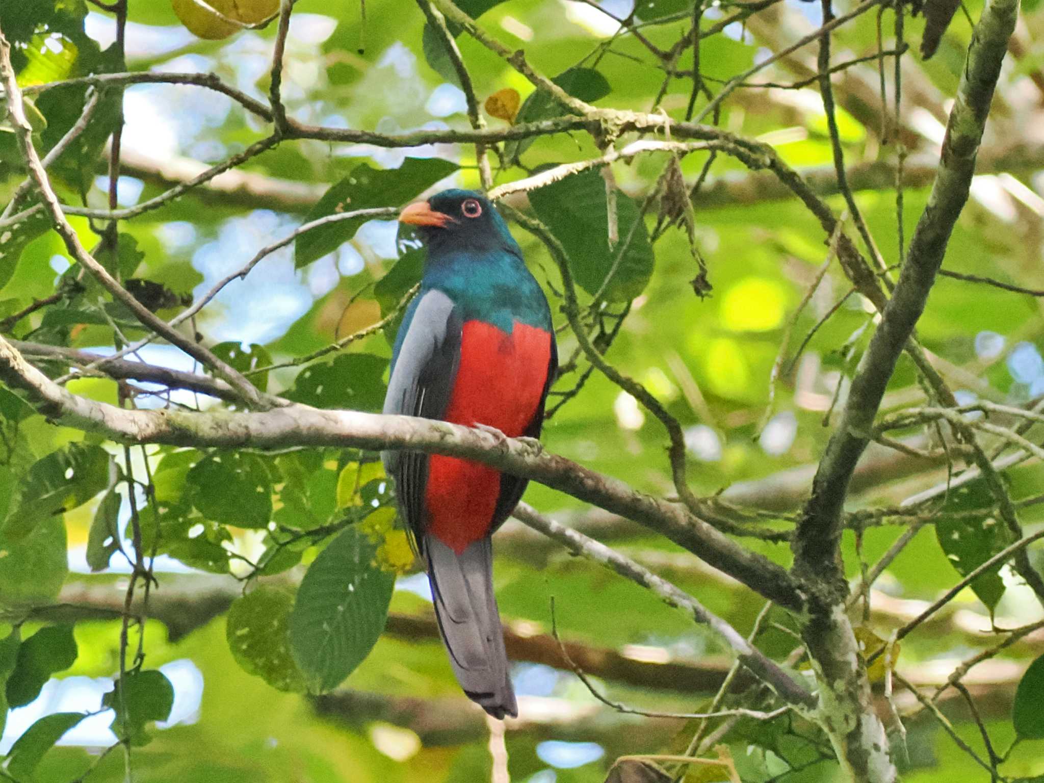 Pierella Ecological Garden(Costa Rica) オグロキヌバネドリの写真 by 藤原奏冥