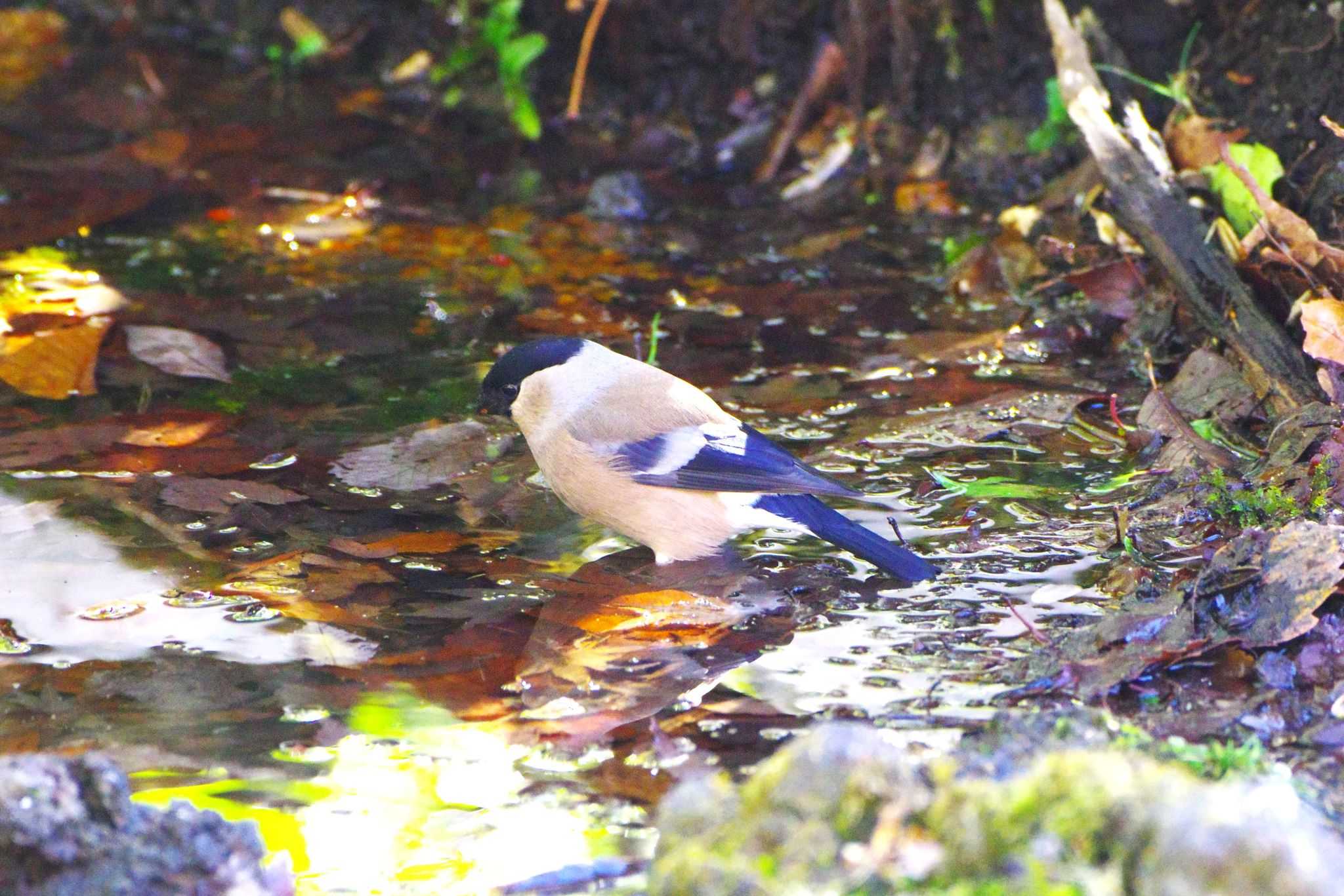 Photo of Eurasian Bullfinch at 西湖野鳥の森公園 by BW11558