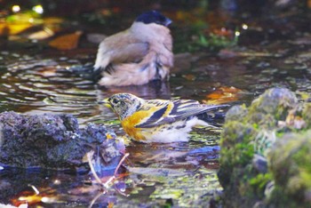 Brambling 西湖野鳥の森公園 Tue, 2/13/2024