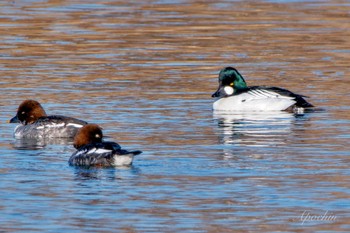 Common Goldeneye 荒川自然観察テラス Sun, 2/11/2024