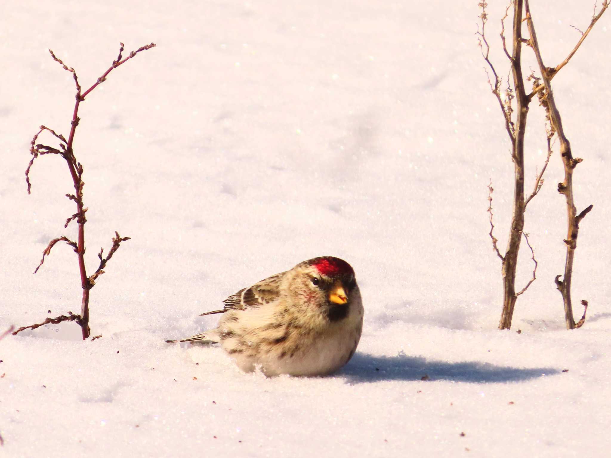 Common Redpoll