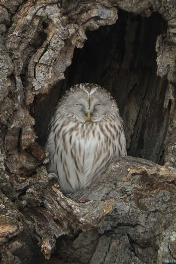 Ural Owl(japonica) 鶴居村 Sun, 2/4/2024