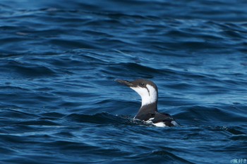 Common Murre 落石ネイチャークルーズ Tue, 2/6/2024