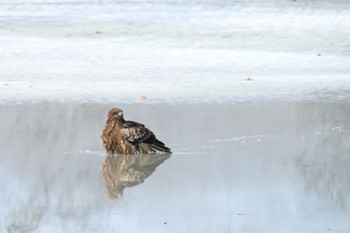 トビ 大沼公園(北海道七飯町) 2024年2月14日(水)