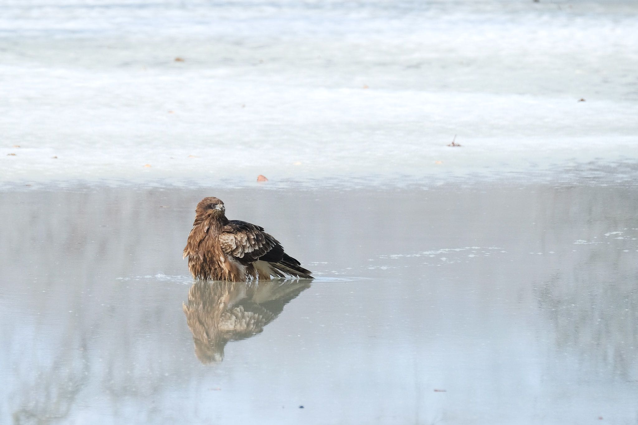 Photo of Black Kite at 大沼公園(北海道七飯町) by aka13554