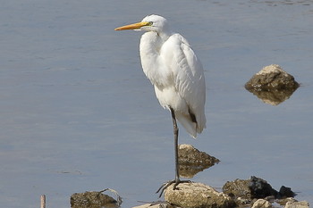 Great Egret(modesta)  Unknown Spots Thu, 10/25/2018