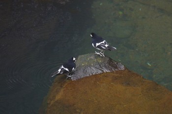 Little Forktail 阿里山国家森林遊楽区 Wed, 1/24/2024