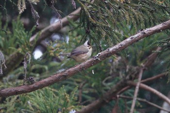 Taiwan Yuhina 阿里山国家森林遊楽区 Thu, 1/25/2024