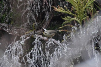 Taiwan Yuhina 阿里山国家森林遊楽区 Thu, 1/25/2024