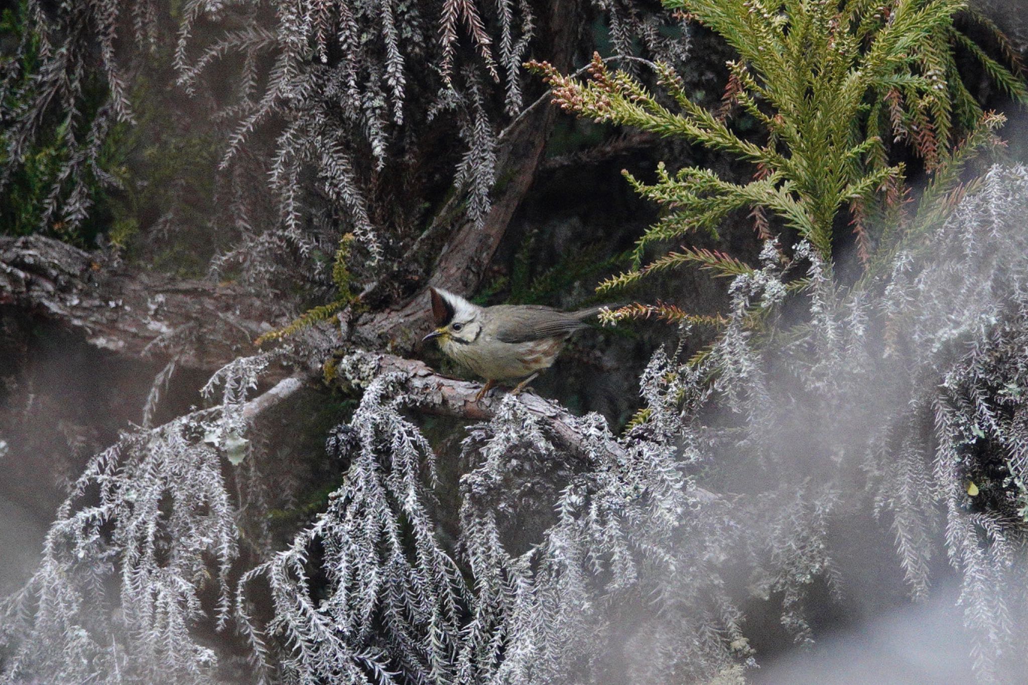 Taiwan Yuhina