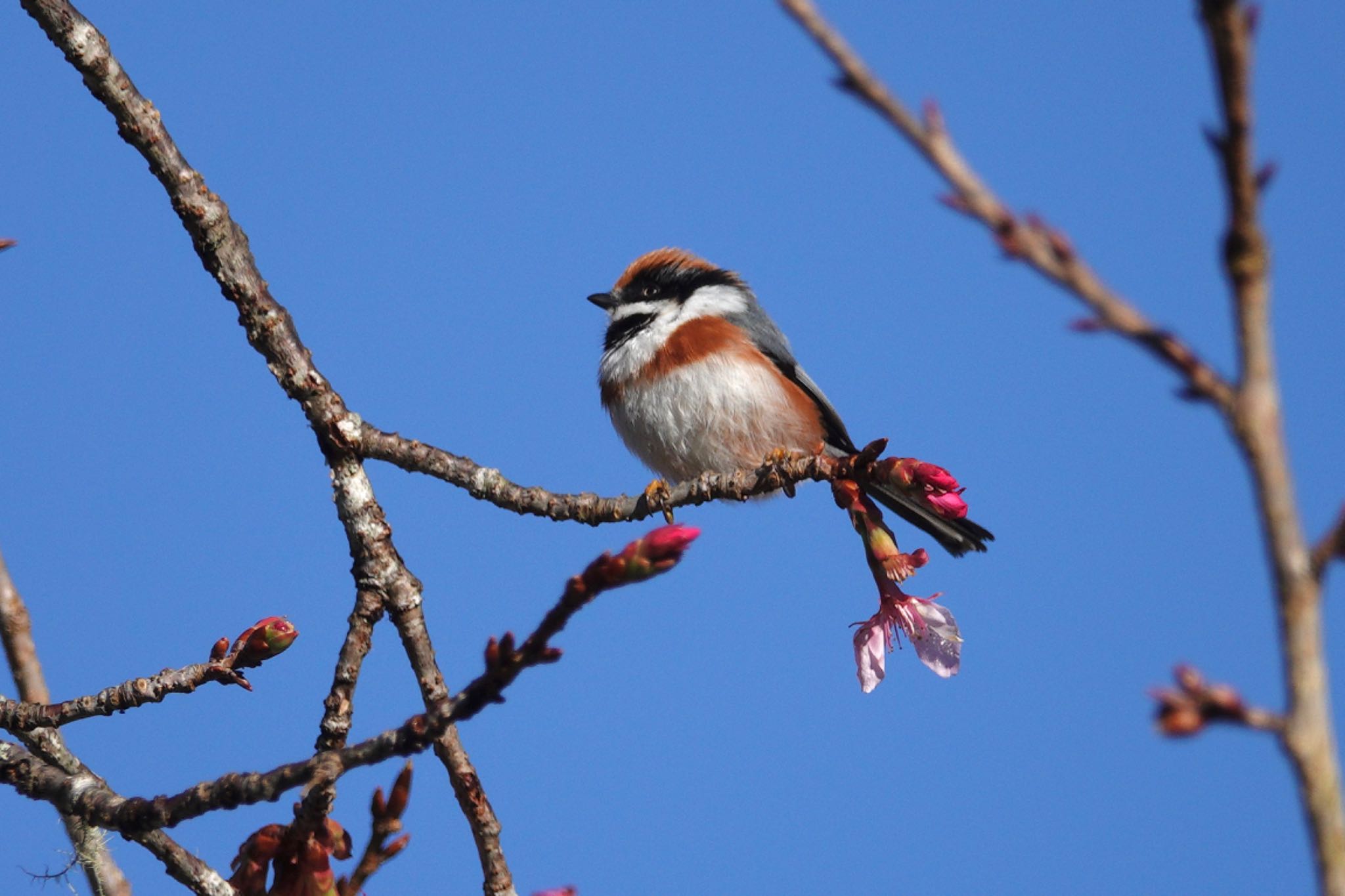 Black-throated Bushtit