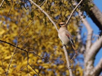 Japanese Waxwing 大室公園 Tue, 2/13/2024