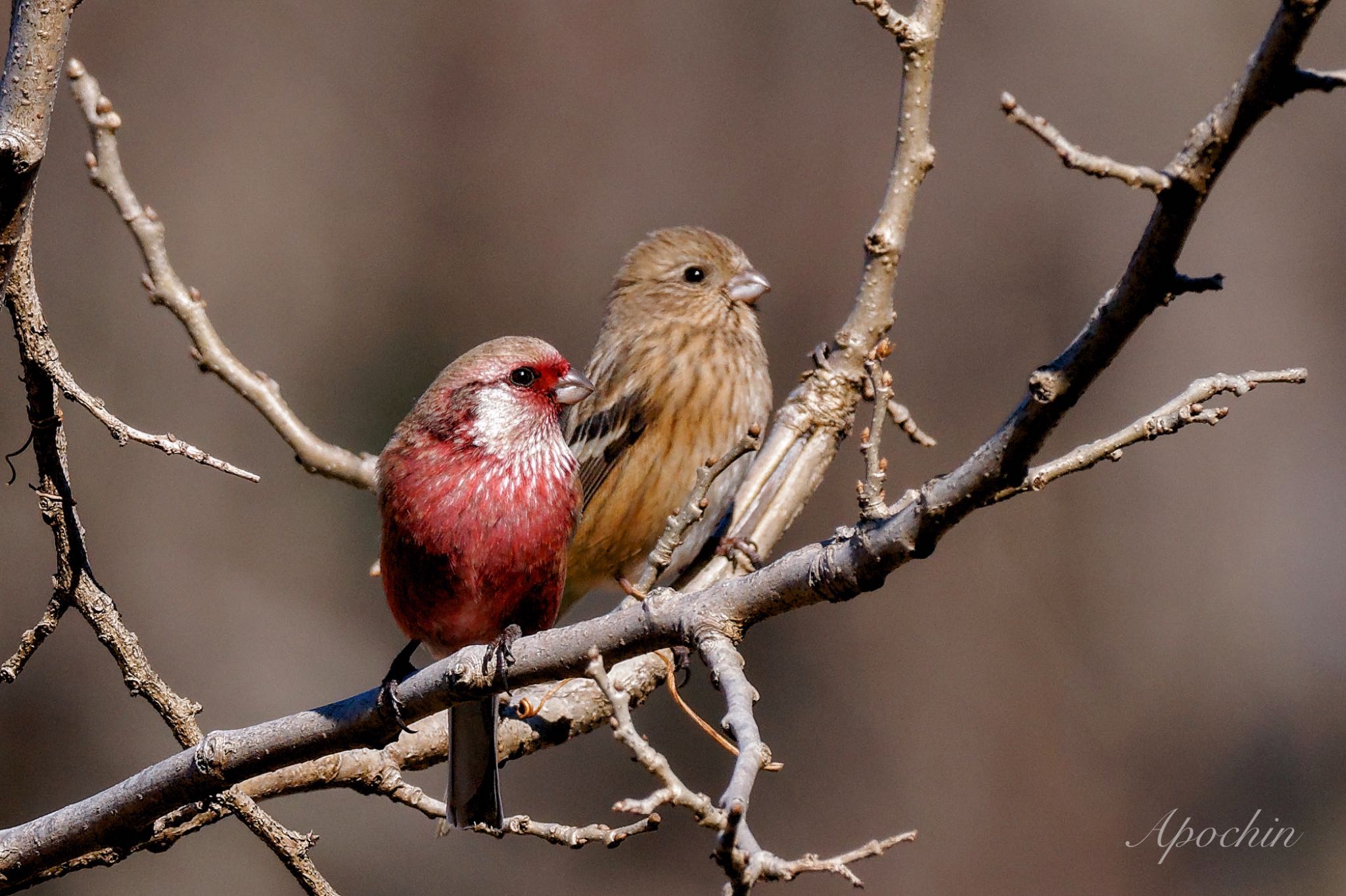 Siberian Long-tailed Rosefinch