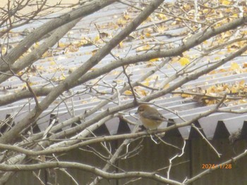 Bull-headed Shrike Satomi Park Sun, 1/28/2024