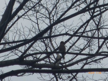 Hawfinch Satomi Park Sun, 1/28/2024