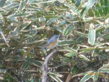 Red-flanked Bluetail Satomi Park Sun, 1/28/2024