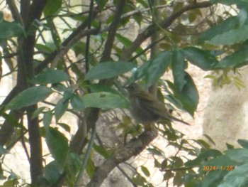 Pale Thrush Satomi Park Sun, 1/28/2024