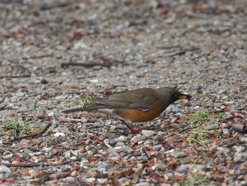 Brown-headed Thrush(orii) 愛知県 Thu, 2/15/2024