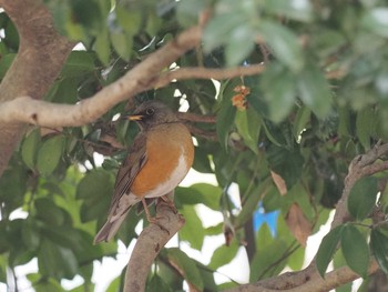 Brown-headed Thrush(orii) 愛知県 Thu, 2/15/2024