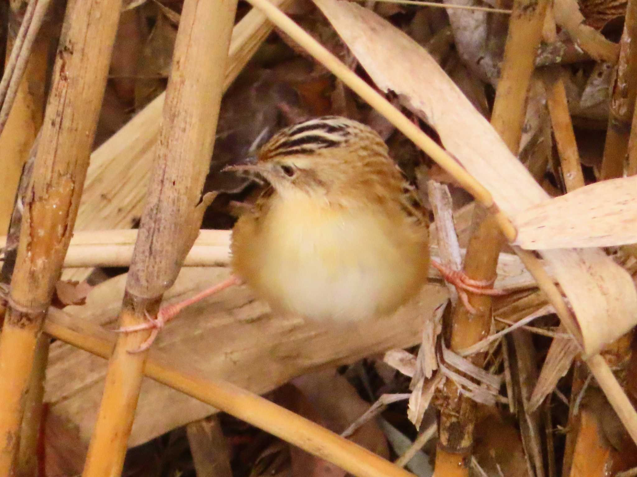 Zitting Cisticola