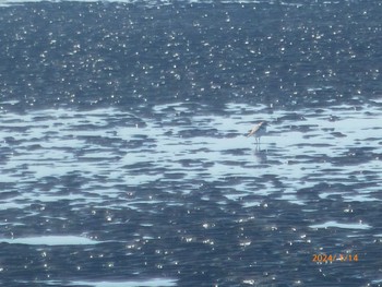 2024年1月14日(日) 葛西臨海公園の野鳥観察記録