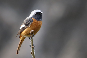 Daurian Redstart 東京都多摩地域 Sat, 11/24/2018