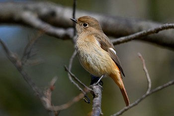 ジョウビタキ 加木屋緑地 2024年2月10日(土)