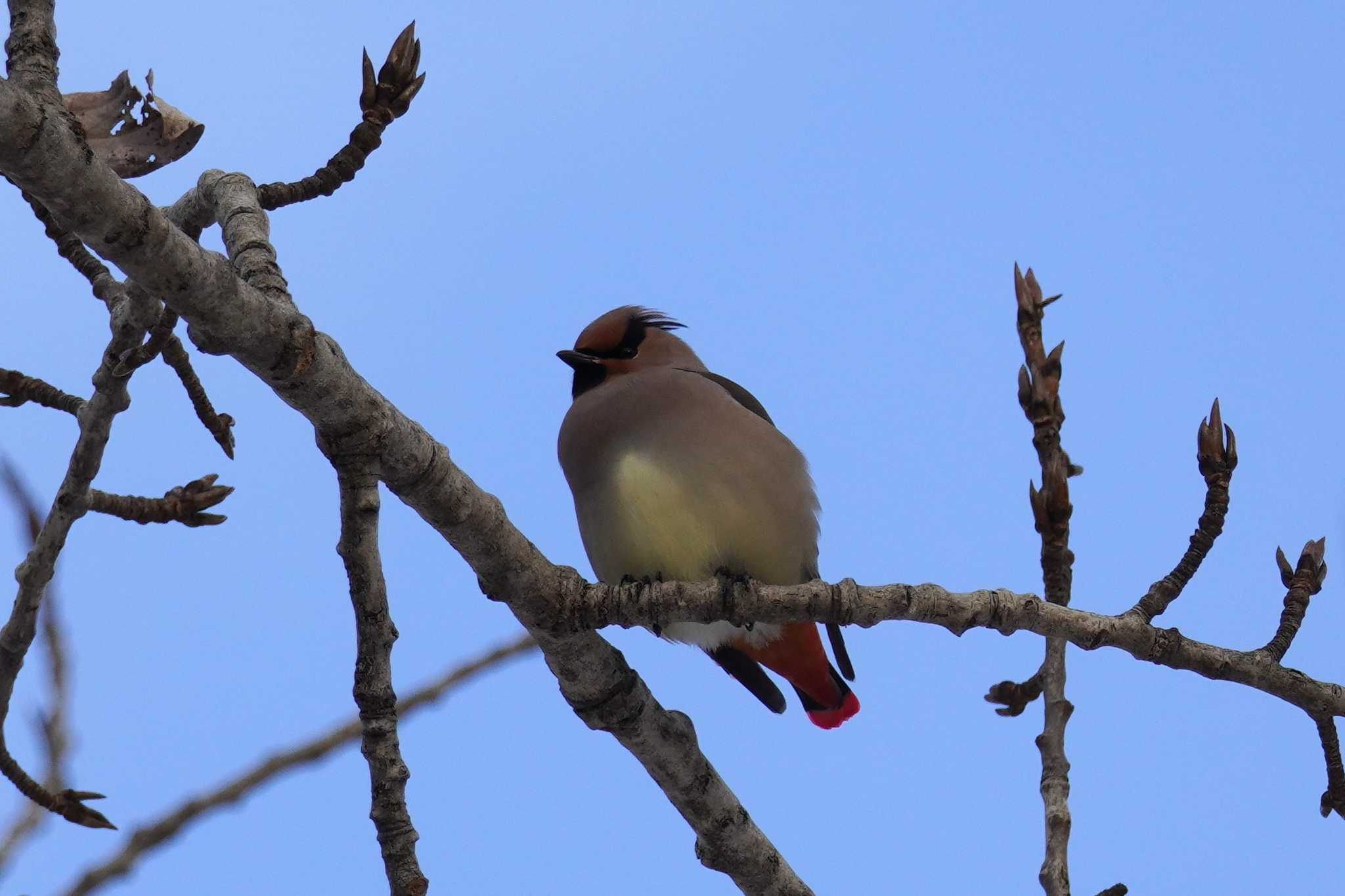 Photo of Japanese Waxwing at Makomanai Park by くまちん