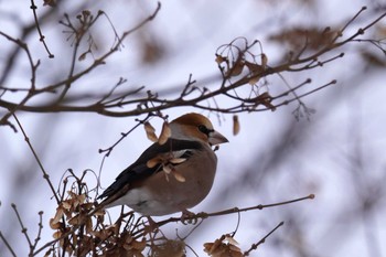 Hawfinch Makomanai Park Fri, 12/29/2023