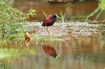 Northern Jacana San Gerardo De Dota (Costa Rica) Sat, 2/10/2024