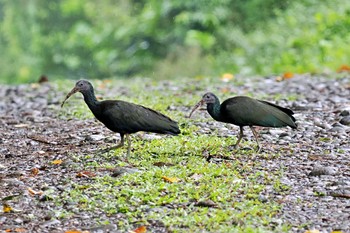 アオアシトキ Tarcoles River Cruise(Costa Rica) 2024年2月10日(土)