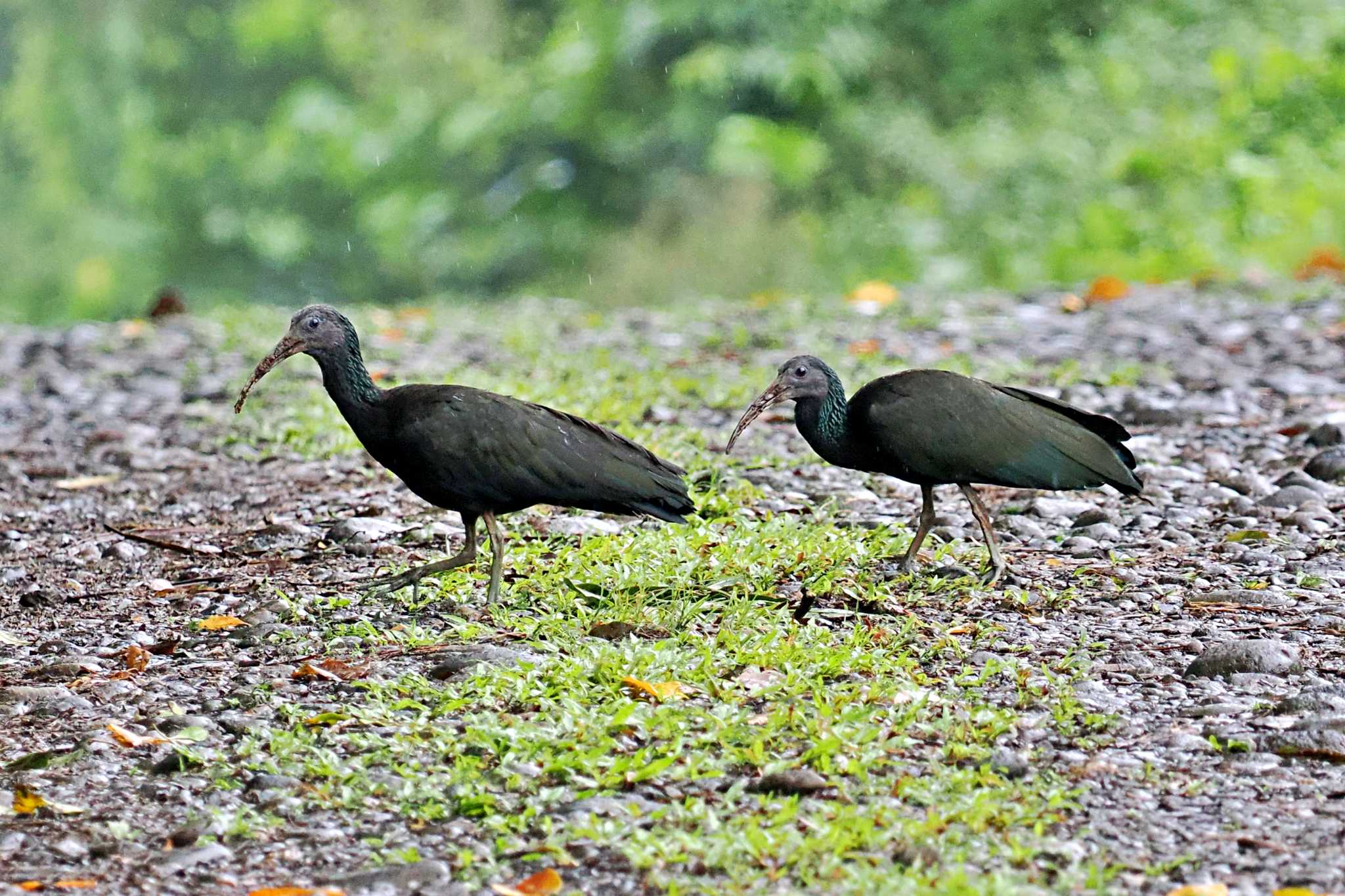 Tarcoles River Cruise(Costa Rica) アオアシトキの写真 by 藤原奏冥