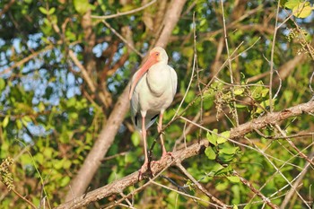 American White Ibis Tarcoles River Cruise(Costa Rica) Sun, 2/11/2024