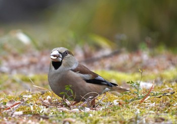 Hawfinch 馬見丘陵公園 Mon, 2/12/2024