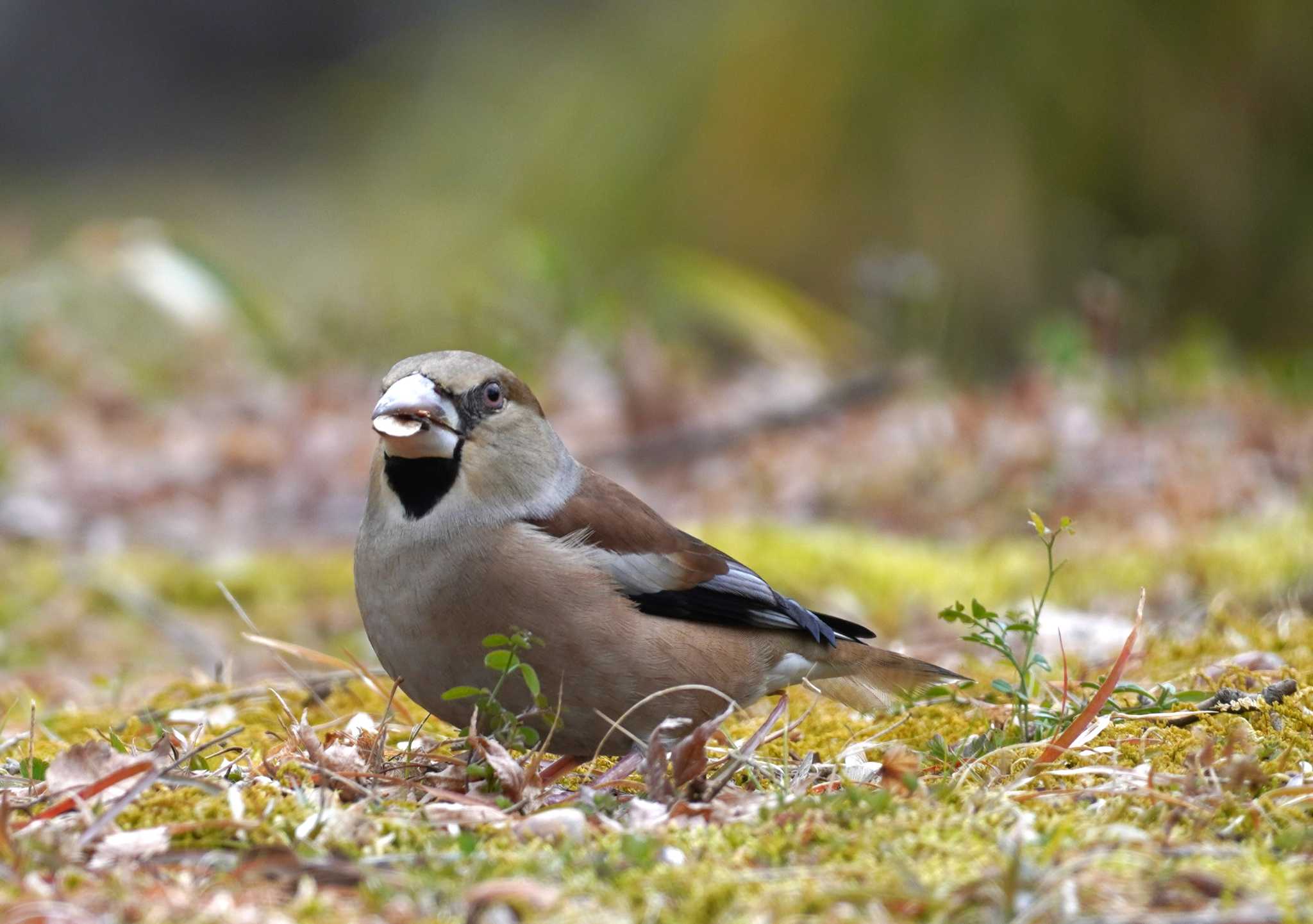 Hawfinch