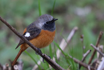 Daurian Redstart 東京都多摩地域 Sat, 11/24/2018