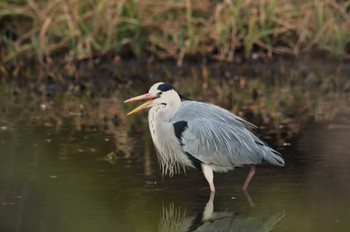 2024年2月15日(木) 片倉城跡公園の野鳥観察記録