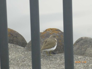 2024年1月28日(日) 越谷レイクタウンの野鳥観察記録