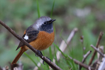 Daurian Redstart 東京都多摩地域 Sat, 11/24/2018