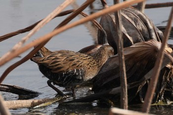 Brown-cheeked Rail 群馬県 Thu, 2/15/2024