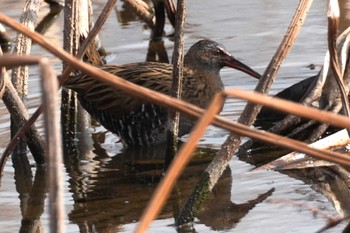 Brown-cheeked Rail 群馬県 Thu, 2/15/2024