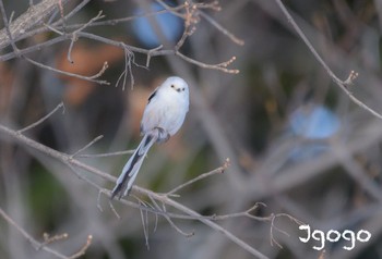 Long-tailed tit(japonicus) Makomanai Park Sun, 1/28/2024