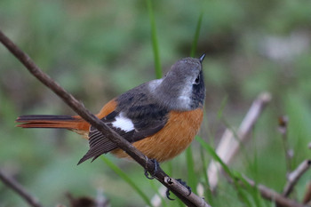 Daurian Redstart 東京都多摩地域 Sat, 11/24/2018