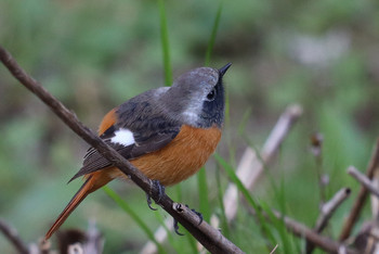 Daurian Redstart 東京都多摩地域 Sat, 11/24/2018