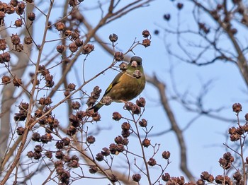 カワラヒワ 見沼自然公園 2024年1月28日(日)