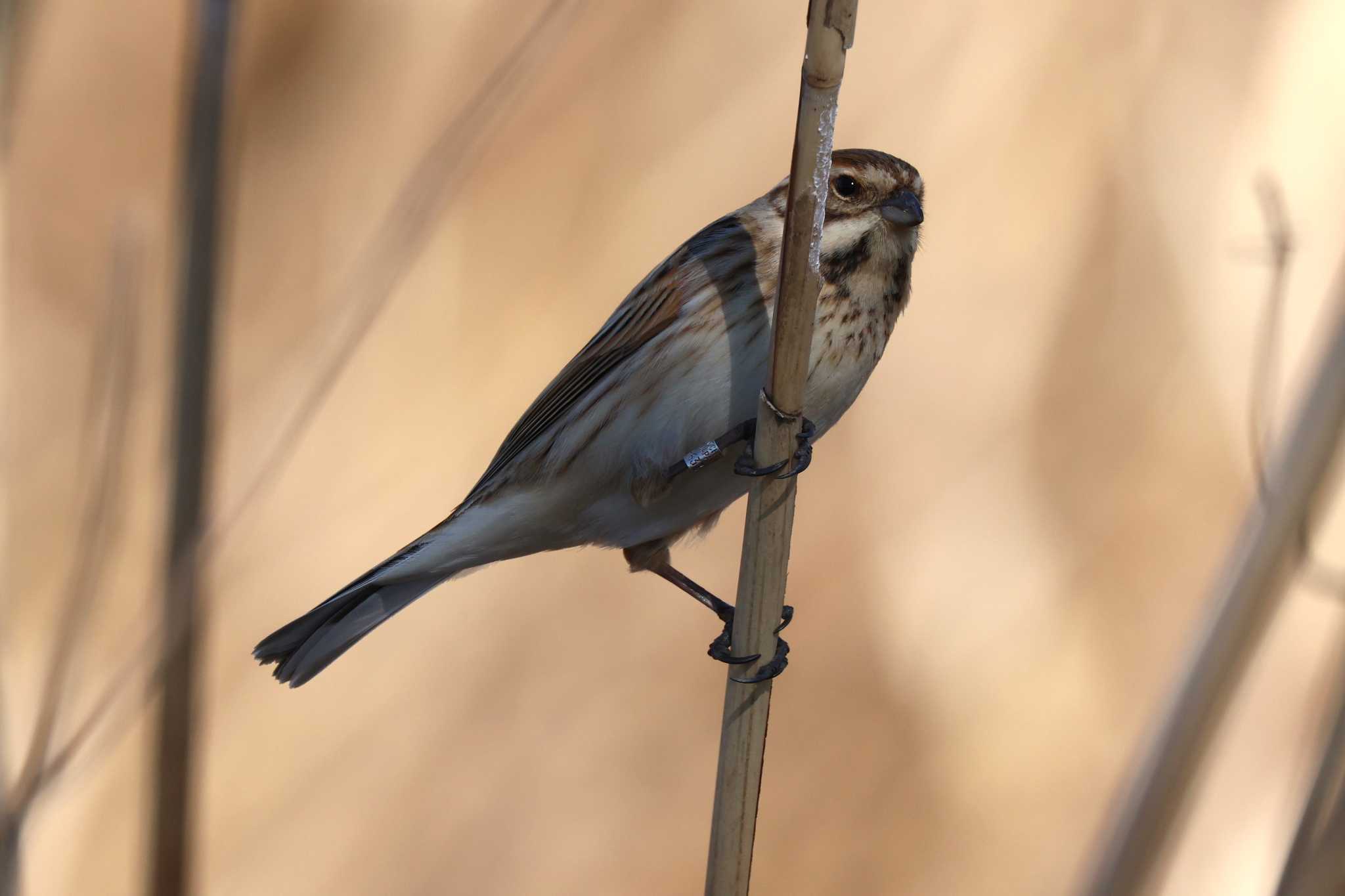 Photo of Common Reed Bunting at Watarase Yusuichi (Wetland) by obukinn