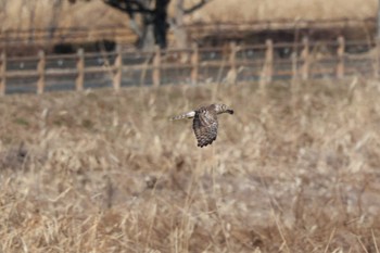 Hen Harrier Watarase Yusuichi (Wetland) Mon, 2/12/2024